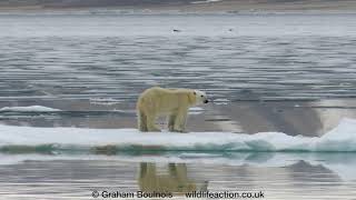 Fabulous Polar Bear rolling on ice