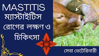 mastitis treatment in cows/গরু-ছাগলের ম্যাস্টাইটিস রোগ। Sheba veterinary.