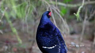 美麗優雅的帝雉-繁殖期/Beautiful Mikado Pheasant