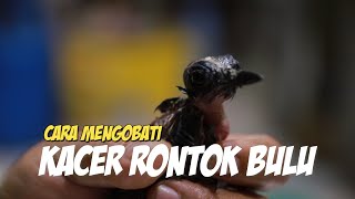 Kacer Rontok Bulu Parah Berhasil Gondrong Kembali | Cuma Pake Mentega