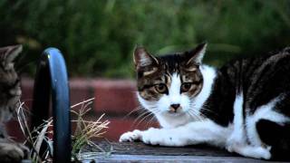 江ノ島の猫たち　Stray Cats in Enoshima Japan Scratching