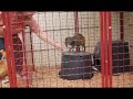 shaping agouti to station on a bucket