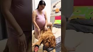 #美女 #萌宠出道计划 #记录真实生活 #夫妻 #funny #goldenretri #youtubeshorts #goldenretriever #cleverdog #pets