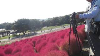 コキアの紅葉　ひたち海浜公園（2015.10/18）