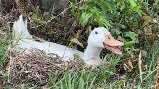 鸭子大热天下蛋：Ducks Lay Eggs on a Hot Summer Day