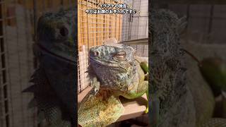 イグアナの脱皮✨今日はお顔のお手入れです♪✨#イグアナ#iguana#iguanalove #脱皮 #reptiles #爬虫類 #reptile