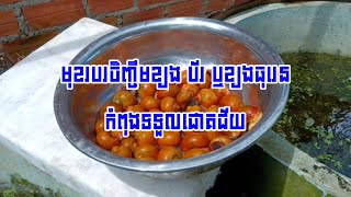 មុខរបរចិញ្ចឹមខ្យង ប័រ ឬខ្យងធុរេនកំពុងទទួលជោគជ័យ