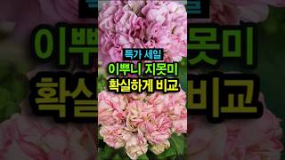 이뿌니 지못미 #유럽제라늄 비교 🎉딱 지금만 특가세일 🎉곧 품절되니까 어서 빨리 확인하세요.제라늄 구입 010 2920 1173  제라늄판매영상은 '고정댓글'에 있어요.