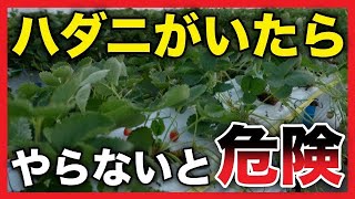 【苺の栽培】ハダニの対処法〜苺農家の日常〜【VLOG】