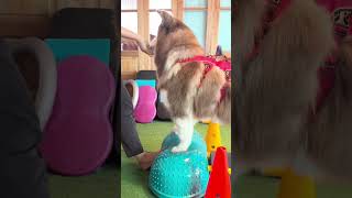 หมาขาเจ็บทำไงดี #หมา #dogs #alaskanmalamute #สร้างกล้ามเนื้อ #bodybalance #dogexercise #หมาบาดเจ็บ