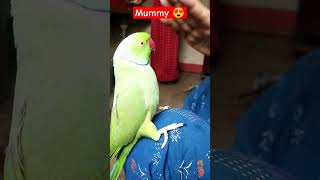 Mithu mithu Mummy 🥰🦜 #mummy #mitthu #shortsvideo #youtubeshorts