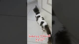 علامات طلب التزاوج عند القطة😻