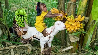 Farmer CUTIS takes goat to harvest bananas