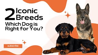 Dreamy Data| German Shepherd vs. Rottweiler: Which Dog is Right for You?