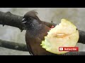 speckled mousebird eating an apple