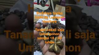 Harga kacang Sacha Inchi di pabrik minyak #sachainchi #shorts