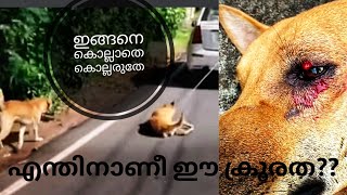 എന്തിനാണീ ക്രൂരത ? Dog Abuse | Cruelity Against Animals | Violence against Dogs | Kochi Dog Abuse |