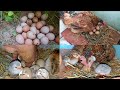 hen hatching guinea fowl eggs 🥚 || 7 chick's 🐣hen harvesting eggs | murgi kudak hatching eggs