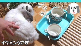 Rabbits are surprised !? I was very impatient with the earthquake at night March 16, 2022 【Journal】