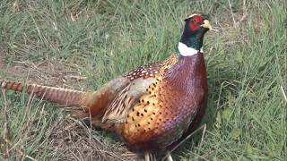 Ring-necked Pheasant 雉鸡 (俗稱野鸡、華蟲)