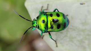 Katak - Kumbang dan Serangga Aneka Warna #kumbang #serangga #warna #katak
