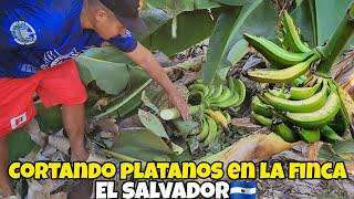 🔴100 platanos por $18 😱 USULUTAN El Salvador.