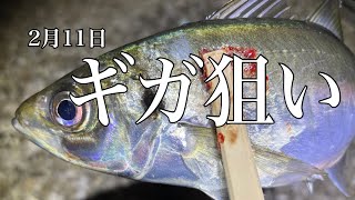 【アジング】寒波後の2月ギガ狙い