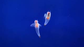 釧路に新しくオープンした水族館に行ってきた