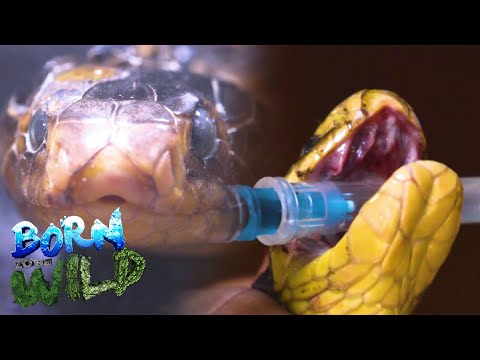 Toothless Samar Cobra in North Cotabato Born to be Wild