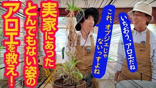 【植物を救え！】残念な姿になったアロエをリセットする方法