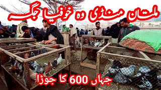 Multan kabootar mandi secret place | multan birds market update 2024 | #pigeon #birds #pets