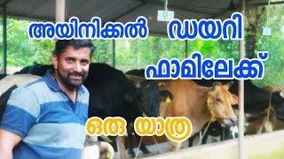 ഡയറി ഫാം വിജയമോ? [ECO OWN MEDIA] Dairy farm mala kundoor (Cow farm)