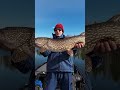 pike fishing downtown toronto urbanfishing