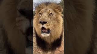 lion | wildlife photography whatsapp status | #shorts #viral #wildlife