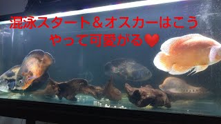 大型魚の混泳スタート＆オスカーはこうやって可愛がる❤