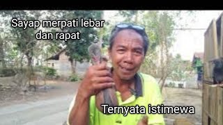 kelebihan sayap merpati yang lebar dan rapat