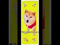 柴犬コロ ふたえすぎる柴犬があなたの手に🥰 柴犬コロ かわいい 犬 可愛い shibainu dog cute kawaii