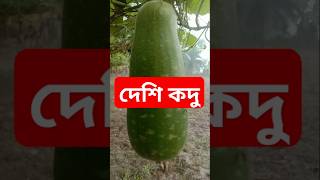 বিদেশি লাউ #subscribe #funny #comedy #duet