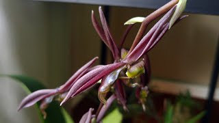 Catasetum saccatum blooms and a problem :(