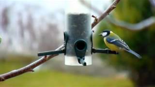 természet a kertemben 2.rész - téli madáretetés /nature in my garden part 2 - winter bird feed/