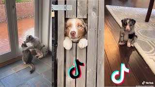 Best tiktok Australian Shepherd funny videos 2022 #2