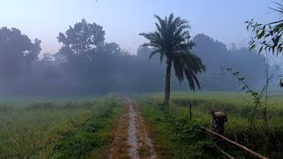 Winter Morning in Bangladesh | Village Beauty During Winter Season