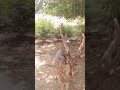 இந்த மான் சாப்பிடும் அழகைப் பாருங்கள் shorts feeding the deer youtubeshorts