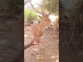 இந்த மான் சாப்பிடும் அழகைப் பாருங்கள் shorts feeding the deer youtubeshorts