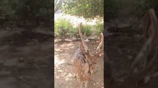 இந்த மான் சாப்பிடும் அழகைப் பாருங்கள் #shorts #Feeding the deer #youtubeshorts