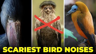 Creepy Bird Noises at Night 😨 | 8 Scariest Bird Sounds in the World