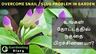 How to deal with Snails \u0026 Slugs in Garden in Tamil - உங்கள் தோட்டத்தில் நத்தை பிரச்சினை இருக்கிறதா?