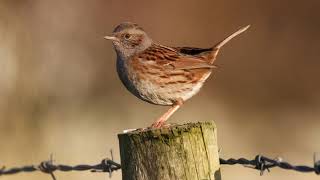 Birdsong ID: the Dunnock / Llwyd y Gwrych