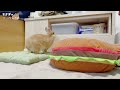 うさぎが1番好きなクッションの種類【ネザーランドドワーフのコッペ】