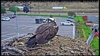 Hellgate Canyon Ospreys 2024 ~ Iris Makes An Appearance to the Nest, Sept 15, 2024